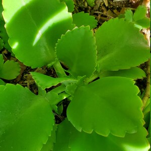 May include: Close-up of a green succulent plant with large, scalloped leaves. The leaves are arranged in a rosette pattern and have a smooth, glossy texture.