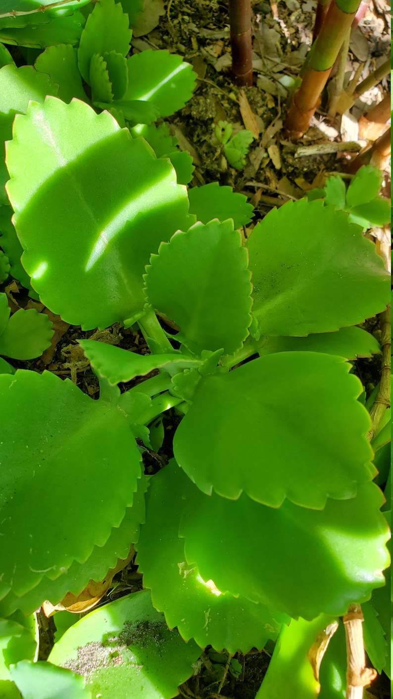 May include: Close-up of a green succulent plant with large, scalloped leaves. The leaves are arranged in a rosette pattern and have a smooth, glossy texture.