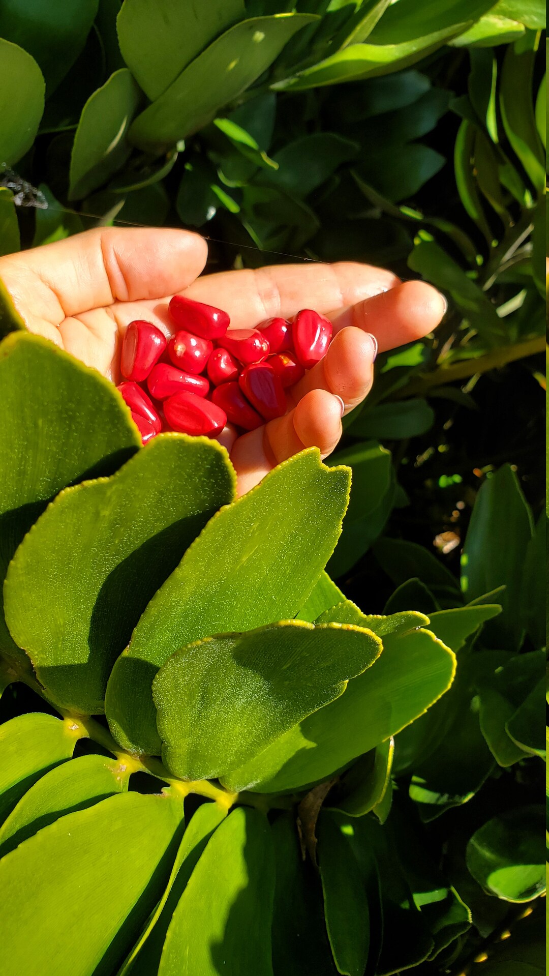 Palma de cartón 50 semillas, Zamia furfuracea, planta de cartón