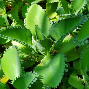 May include: Close-up of a green succulent plant with scalloped leaves and small, round, green buds along the edges.