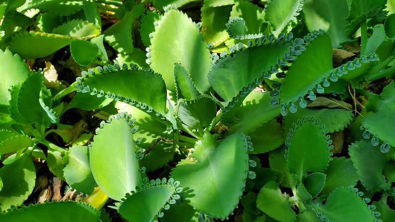 May include: Close-up of a green succulent plant with scalloped leaves and small, round, green buds along the edges.