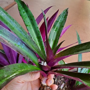 Oyster plant, Tradescantia Spathacea, Moses-in-the-cradle