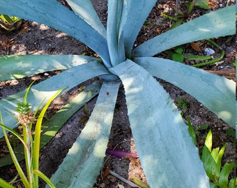 XL Agave Americana, American Century Plant. Winter Hardy to USDA Zones  8-10. - Etsy