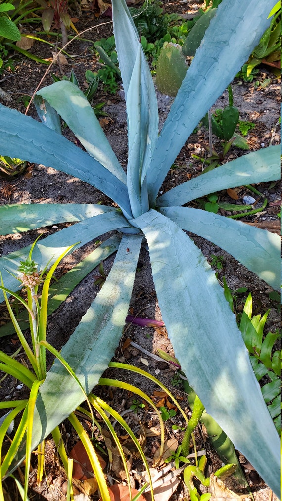 Agave Americana: Large Century Plant Succulent - Etsy