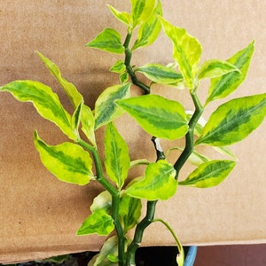 Variegated devil's backbone plant / Euphorbia tithymaloides / Pedilanthus tithymaloides