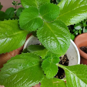 6 Cuban oregano: 1rooted + 5cut. / Mexican mint/Coleus amboinicus