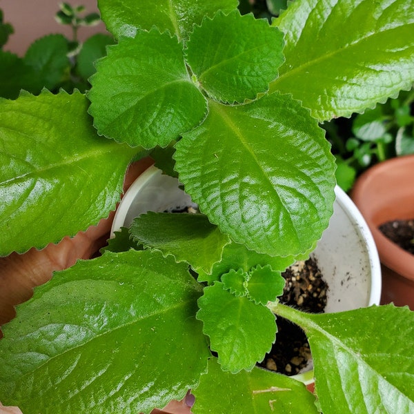 3 Cuban oregano 1rooted + 2cut. / Mexican mint/Coleus amboinicus