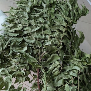 Neem Leaves dried, organic in 1 oz bag /  Azadirachta indica