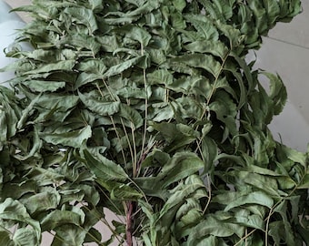 Neem Leaves dried, organic in 1 oz bag /  Azadirachta indica