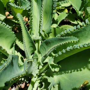 May include: Close-up of a green succulent plant with scalloped leaves and small, round, green buds along the edges.