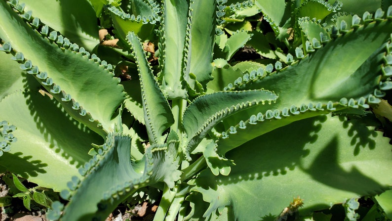 May include: Close-up of a green succulent plant with scalloped leaves and small, round, green buds along the edges.