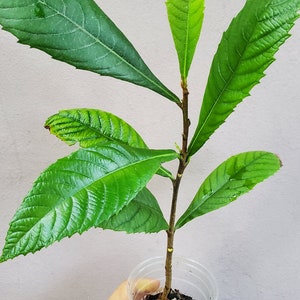 Loquat tree/Japanese Plum / Eriobotrya japonica /