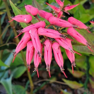 May include: A cluster of vibrant pink flowers with delicate, pointed petals. The flowers are arranged in a tight bunch, creating a visually appealing display.