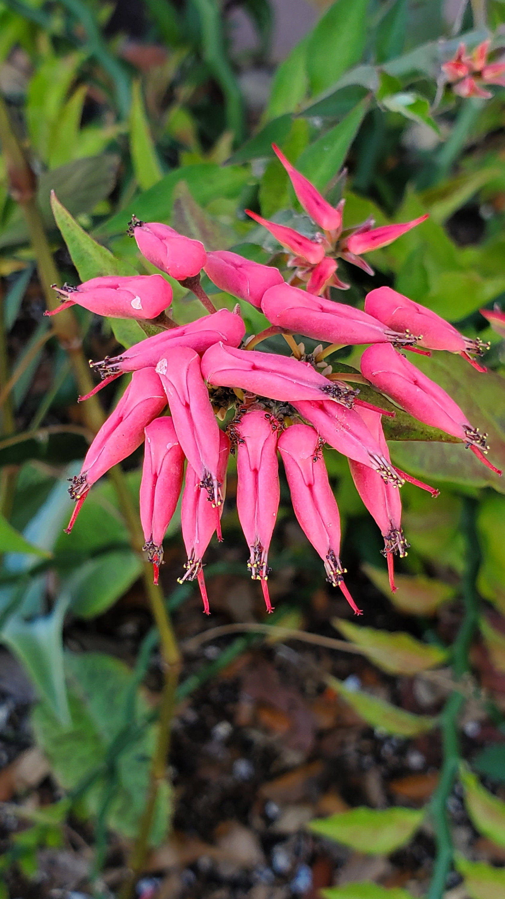 棘.PLANTS il_fullxfull.4210410102_lpvk.jpg