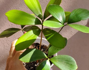 Cardboard Palm / Zamia furfuracea plant