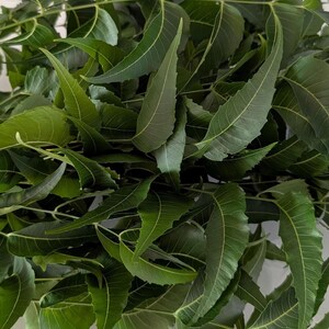 Neem Leaves fresh, organic 5 oz / Azadirachta indica