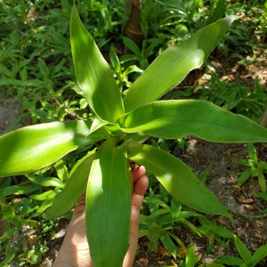 May include: A close-up of a green plant with long, pointed leaves. The leaves have a slight reddish hue along the edges. The plant is being held by a hand.