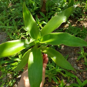 2 basket plant / Callisia fragrans / chain or inch plant/ Grandpa's Pipe.