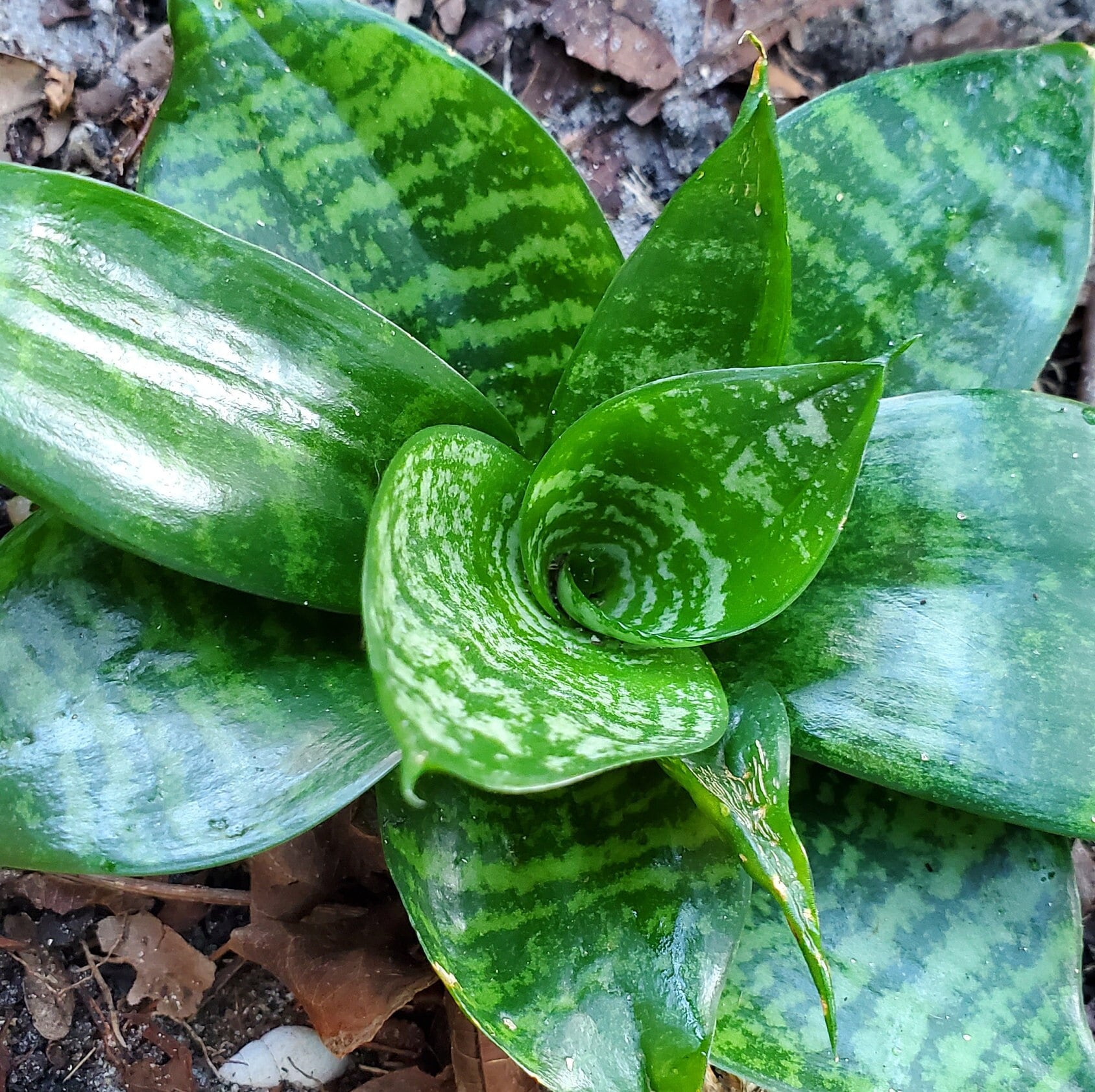 Sansevieria Trifasciata Hahnii / Bird's Nest Snake Plant - Etsy