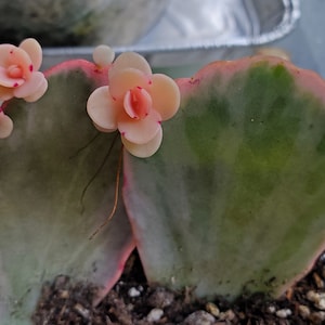3 Kalanchoe Fedtschenkoi/ Bryophyllum fedtschenkoi/ Lavender Scallops (scallop-shaped foliage)/ Kalanchoes stonecrop