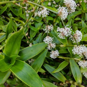 2 Callisia fragrans / basket plant / chain or inch plant/ Grandpa's Pipe.