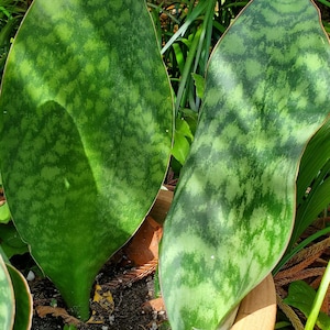 Whale Fin Snake Plant / Sansevieria Masoniana / Dracaena masoniana