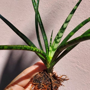Sansevieria Fernwood ‘Mikado’
