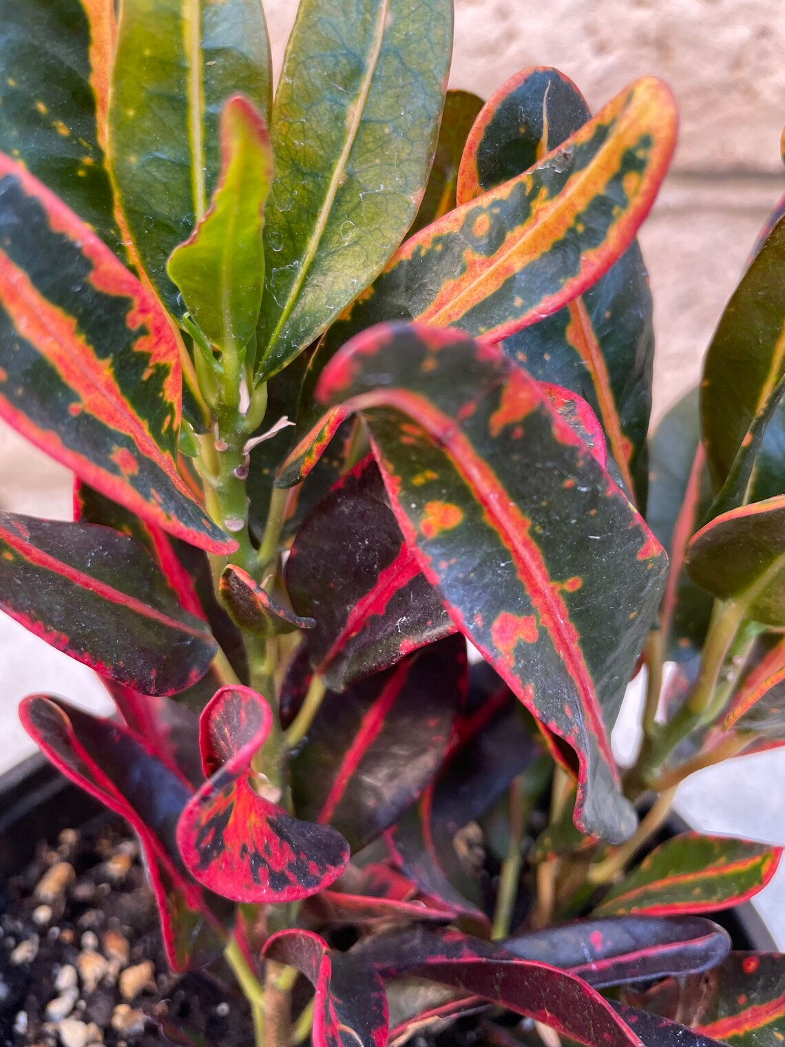 3 Live Luna Proton Plant Tree 6 pot Etsy