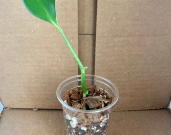 Freshly Rooted Philodendron Amplissimum