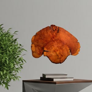 Oude Bristlecone Pine Colorado 3D-kaart - met de hand afgewerkt hout, kunst en natuurlijke historie, houtdecor CNC gesneden unieke natuurhistorische berg