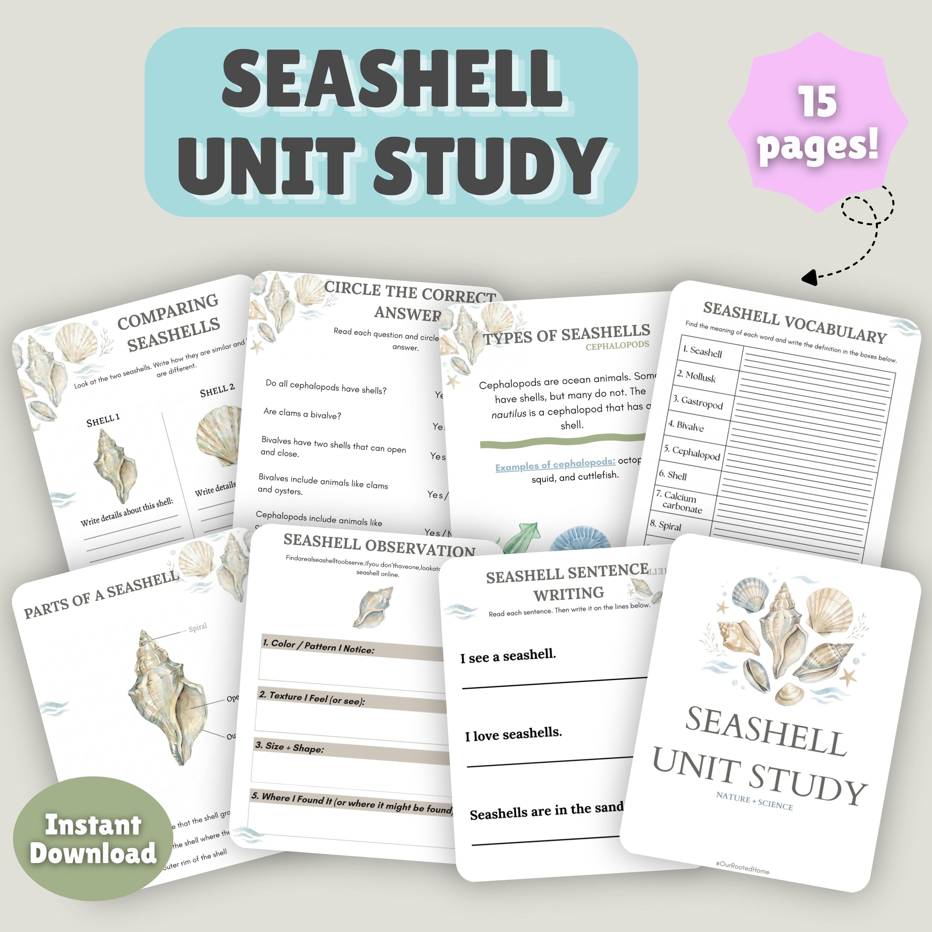 Seashell Unit Study, Ocean Homeschool Activity, Shell Identification ...