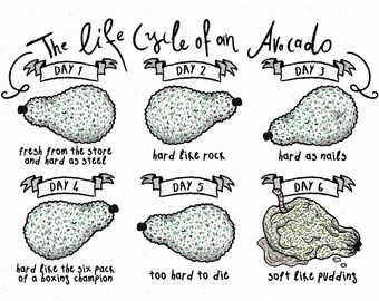 The life Cycle of an Avocado Print