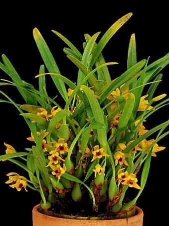 A miniature species orchid/ Maxilliaria variabilis “ Gold Nugget” / blooming size in 2” pot