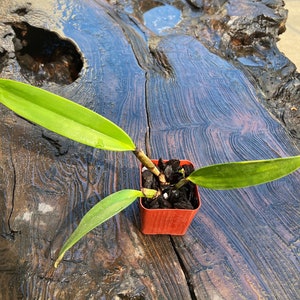 Species Fragrant orchid/ Collection species/ Cattleya gaskelliana/ 2 pot. image 7