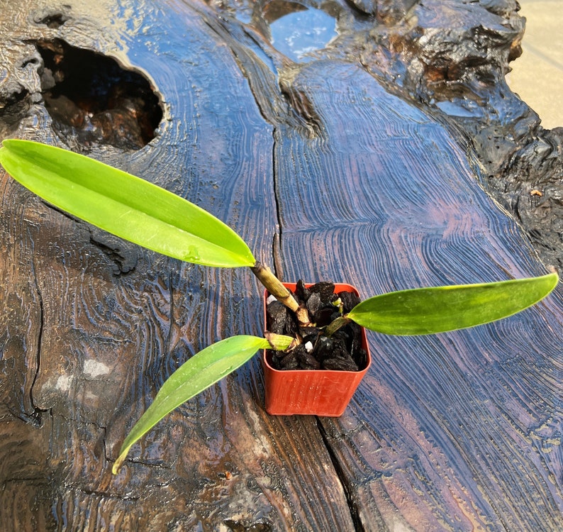 Species Fragrant orchid/ Collection species/ Cattleya gaskelliana/ 2 pot. image 7