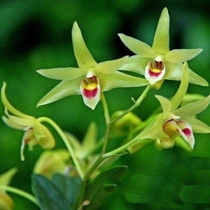 May include: Close-up of a cluster of pale green orchids with red and yellow centers. The orchids are in bloom and have delicate petals.
