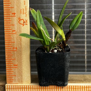 Fragrant species orchid/ mini cattleya luteola 4N/ 2 nursery pot. image 7