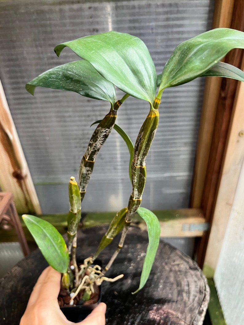 Dendrobium farmeri f. albiflorum yellow lip, pure white tepals / Species orchid/ blooming size in 3 nursery pot image 3