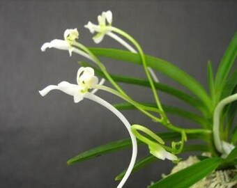 Currently in blooming/ Fragrant species vanda/ Neofinetia falcata ’Suminagashi‘ 墨流 /collection orchid/ mature plant in 2” nursery pot.