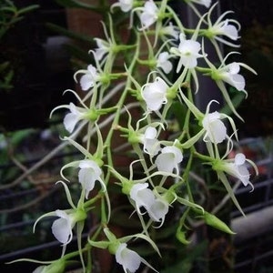 Fragrant Species orchid/ Oeoniella polystatachys/ Compact plant / blooming size 2 1/2 nursery pot image 1