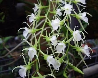 Fragrant Species orchid/ Oeoniella polystatachys/ Compact plant / blooming size 2 1/2” nursery pot