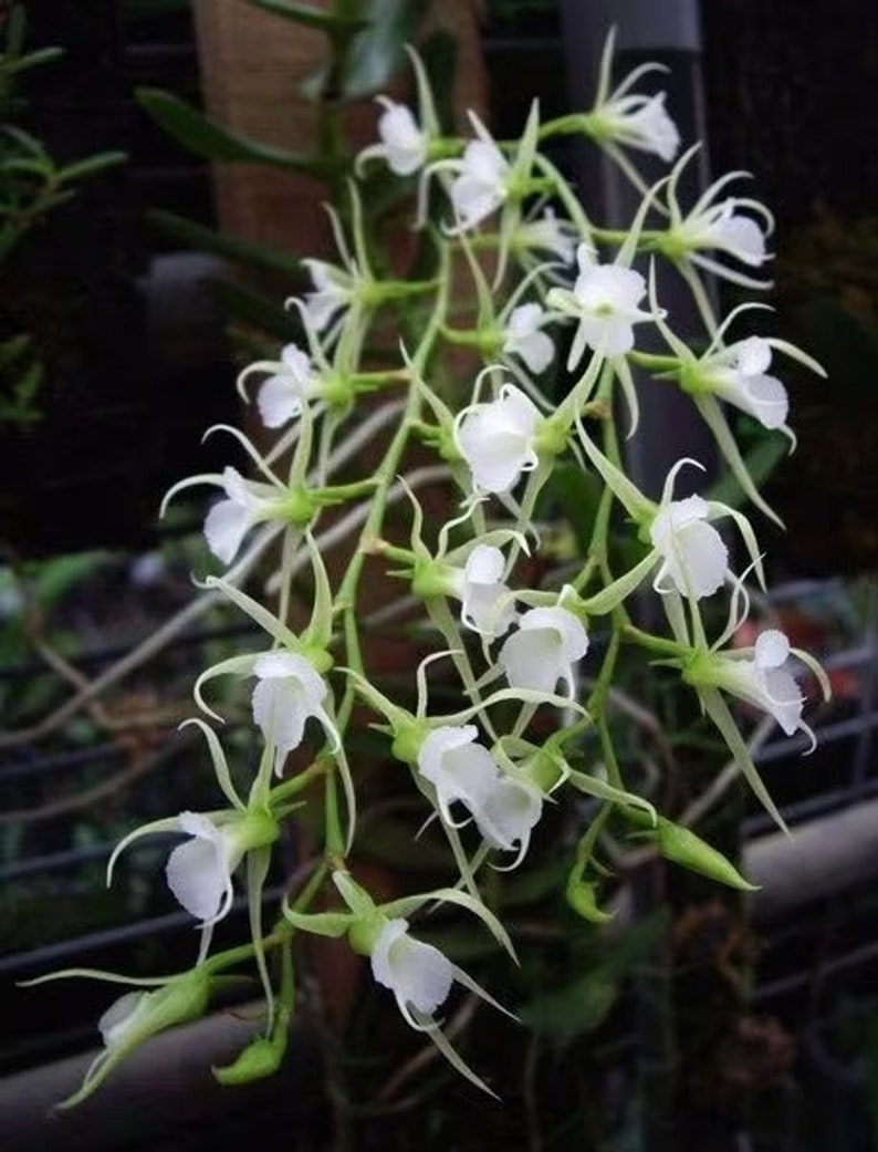 Fragrant Species orchid/ Oeoniella polystatachys/ Compact plant / blooming size 2 1/2 nursery pot image 1