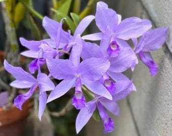 Guarianthe skinneri f. coerulea ‘My Blue Heaven’ / Rare Blue Cattleya Species Orchid / blooming size in 3” nursery pots
