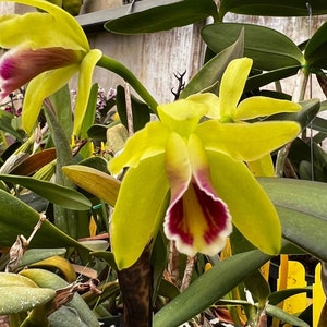 Fragrant species orchid/ mini cattleya luteola 4N/ 2 nursery pot. image 3