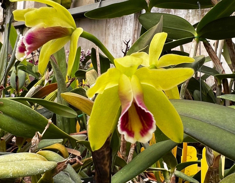 Fragrant species orchid/ mini cattleya luteola 4N/ 2 nursery pot. image 3