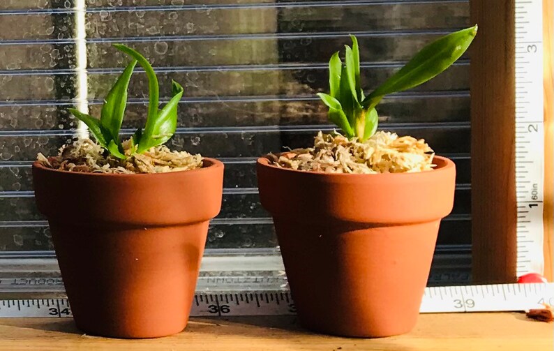 Orchid arrangement 2 Cattleya Blc Hawaiian leopard \u2018Mei Ling\u2019 seeding