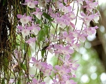 A stunning waterfall/ a species orchid/ Dendrobium ashyllum variegated 天宮石斛/ 2 feet long