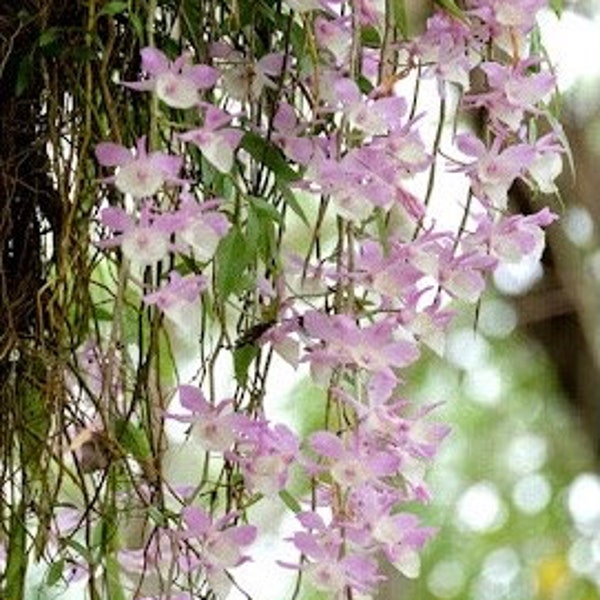 A stunning waterfall/ a species orchid/ Dendrobium ashyllum variegated 天宮石斛/ 2 feet long