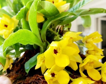 Fragrant miniature orchid/ rare find/ Promenaea xanthina/ 2 1/2” pot