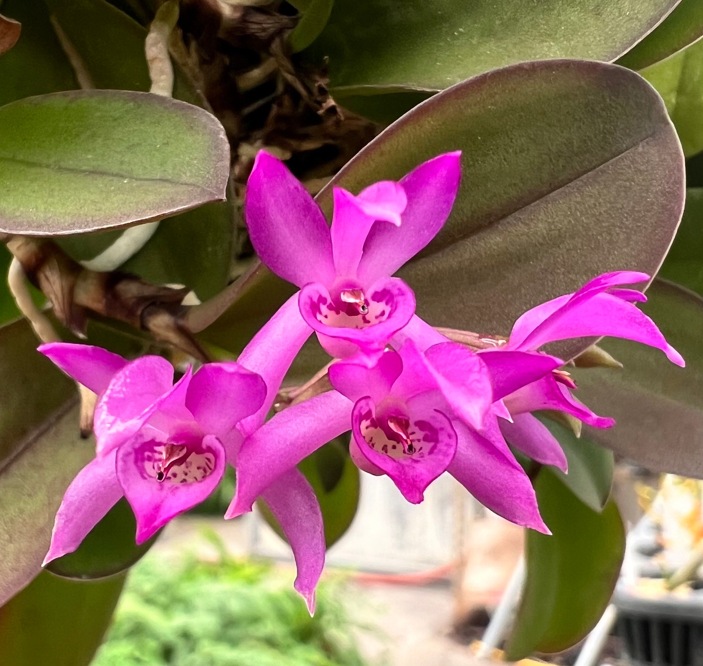 A Cinnamon Scent Orchid/ Meiracyllium Trinasutum & V.alba